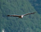 fotogramma del video Il Parco Naturale delle Prealpi Giulie e la Riserva ...