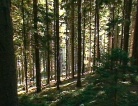 Le foreste del Friuli Venezia Giulia. La selvicoltura naturalistica