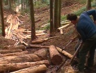 Le foreste del Friuli Venezia Giulia. Le utilizzazioni forestali