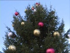 fotogramma del video Sintesi della cerimonia di consegna di un albero di Natale ...